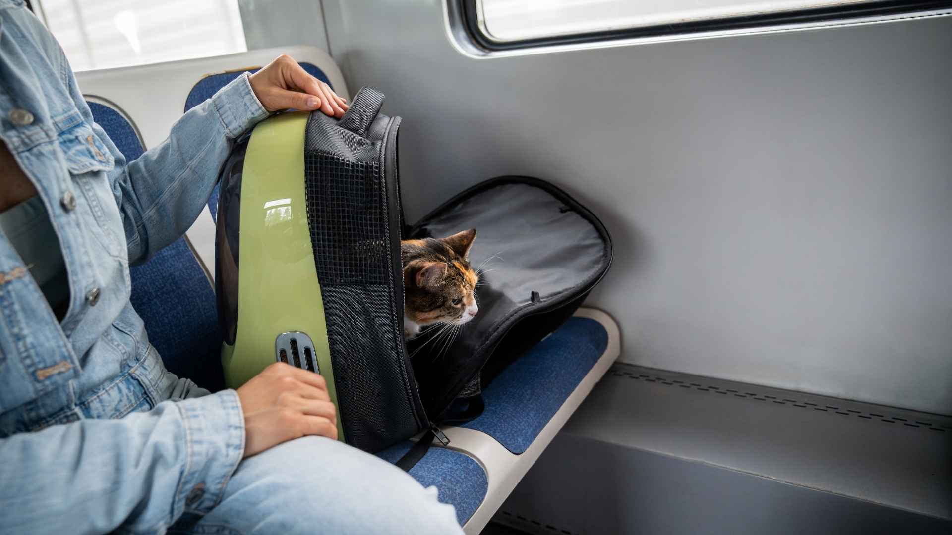 Gato viajando en transportin